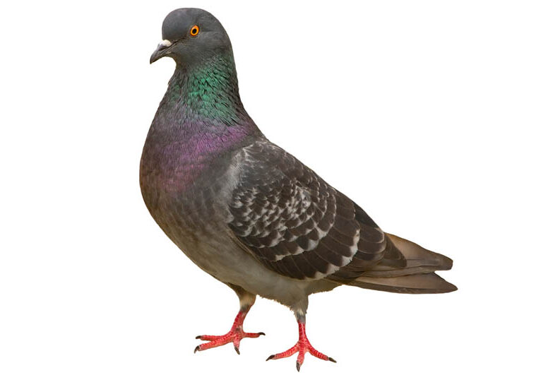 pigeon